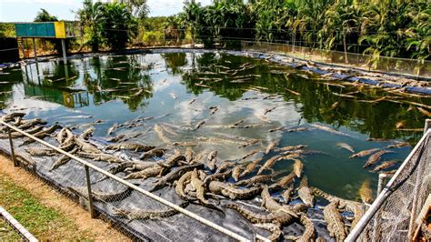 elevage de crocodile pour hermes|Australie: visite d'une ferme d'élevage de crocodiles .